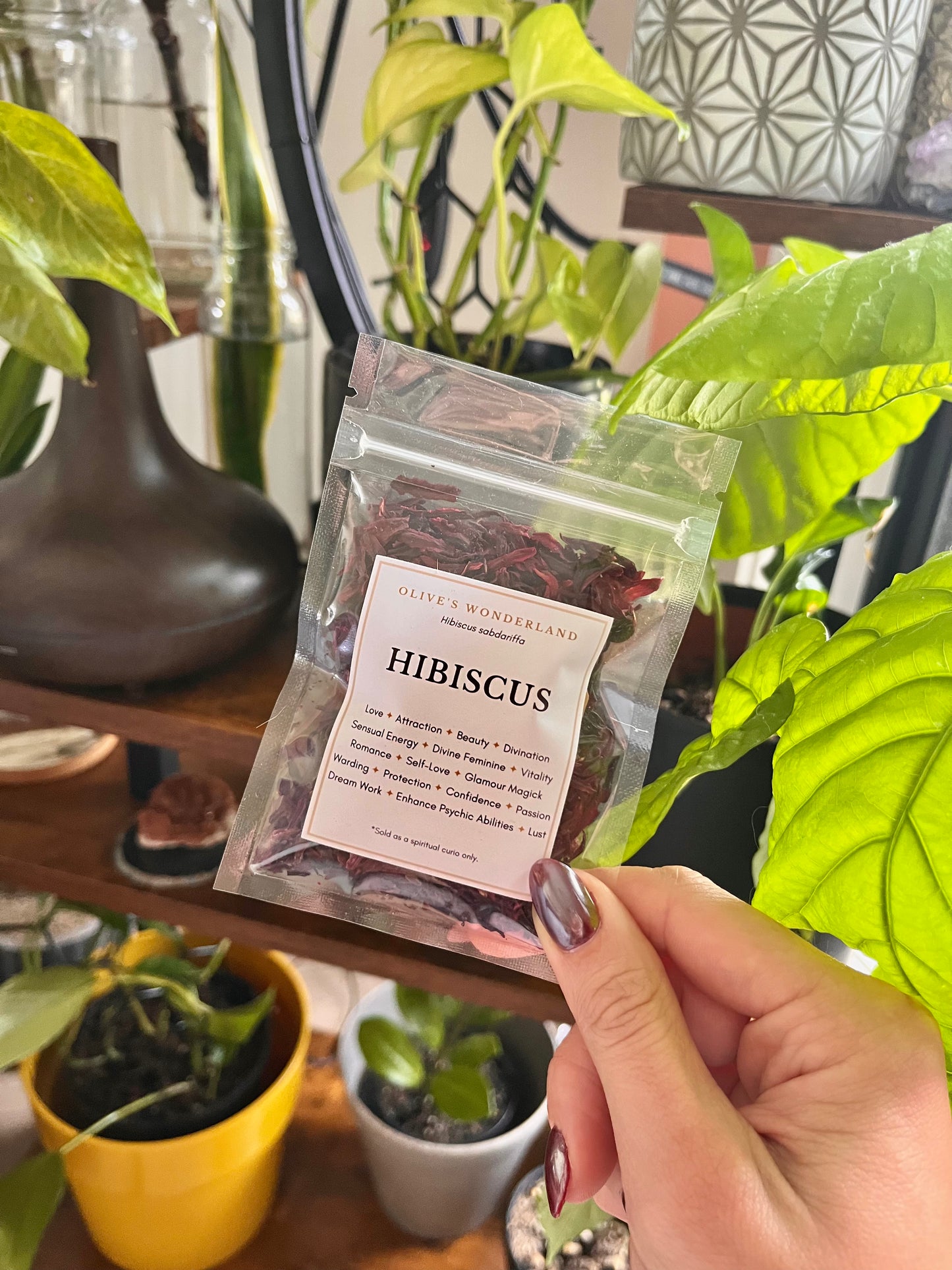 Hibiscus