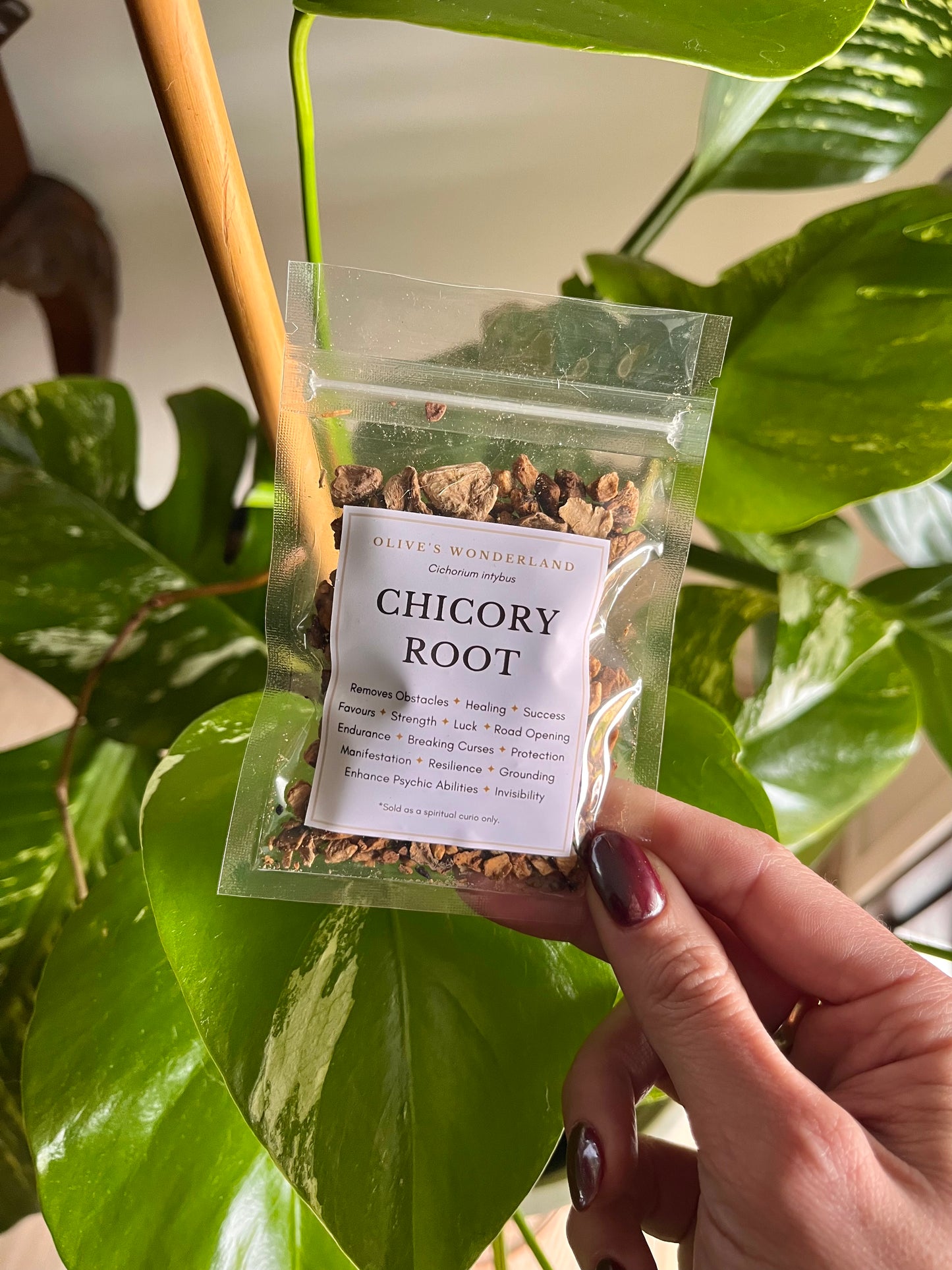 Chicory Root