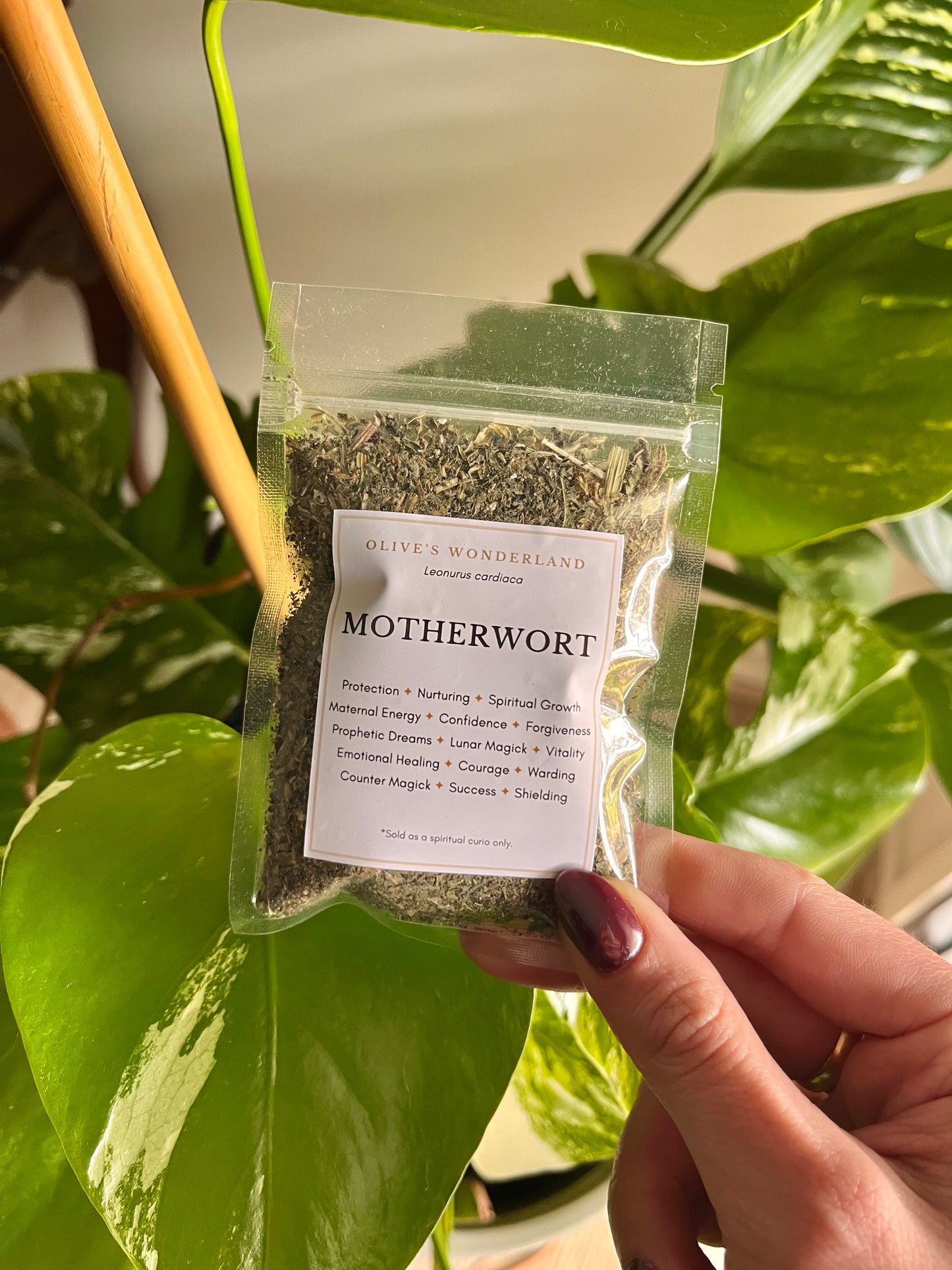 Motherwort