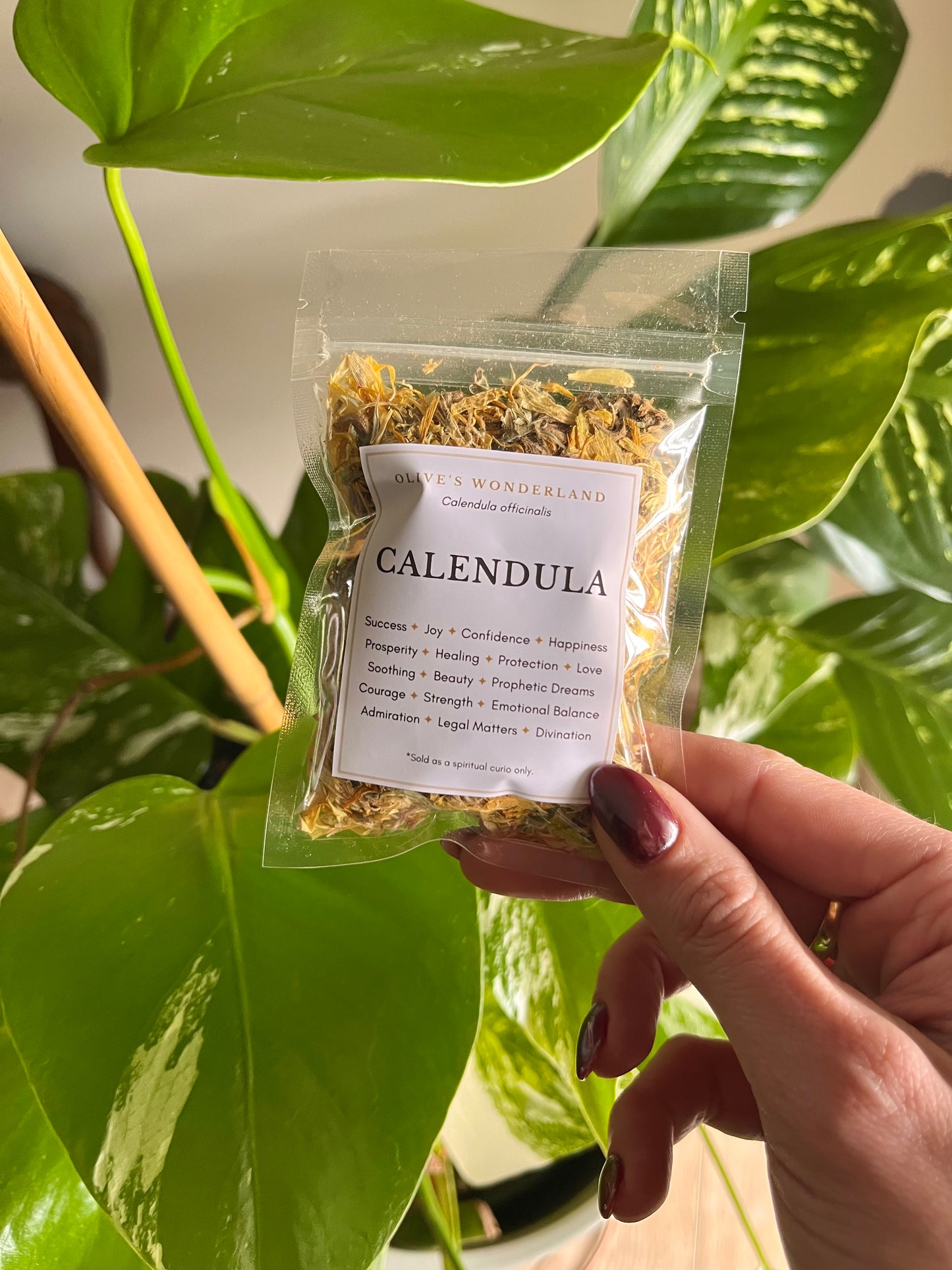 Calendula