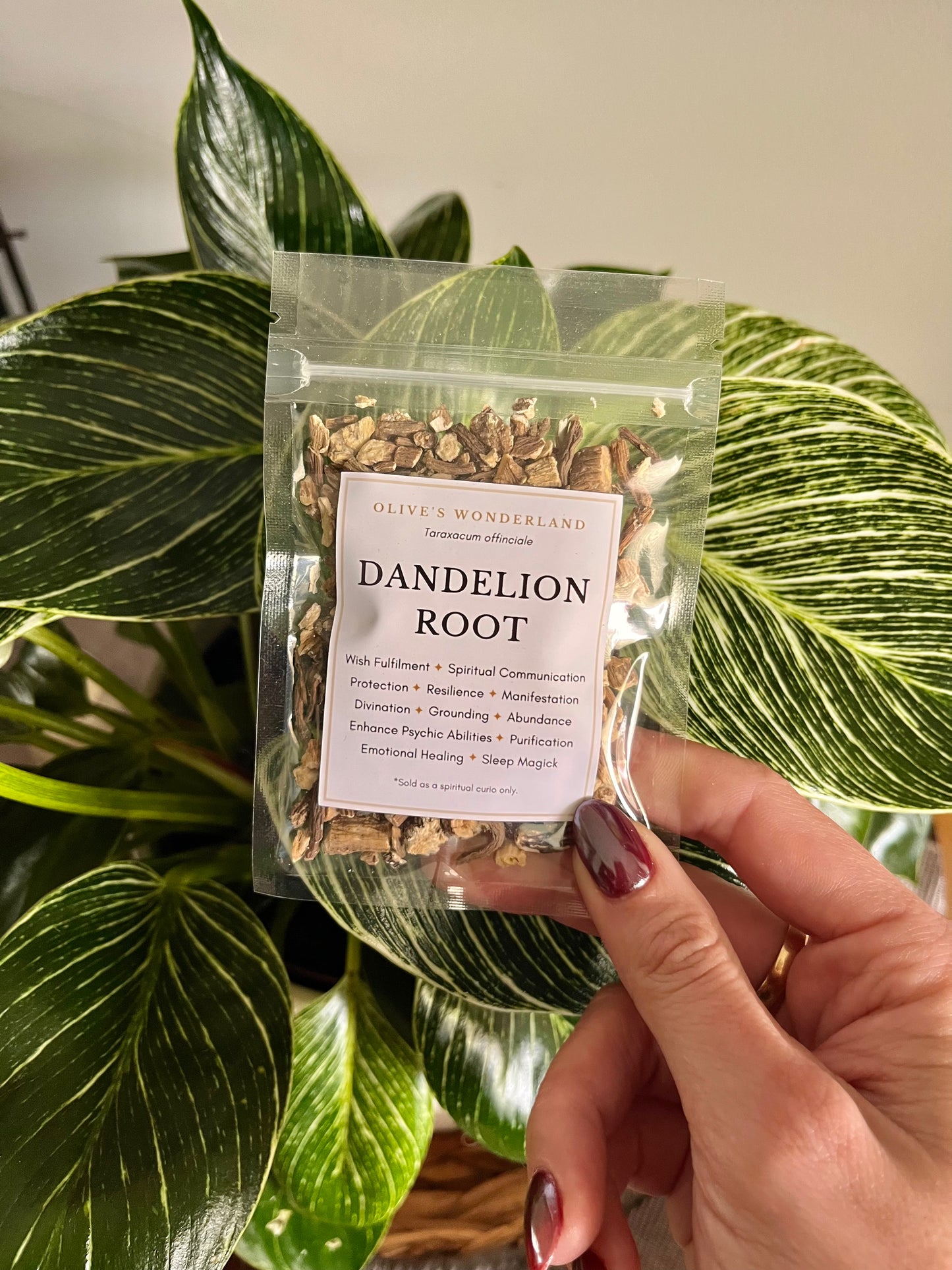 Dandelion Root