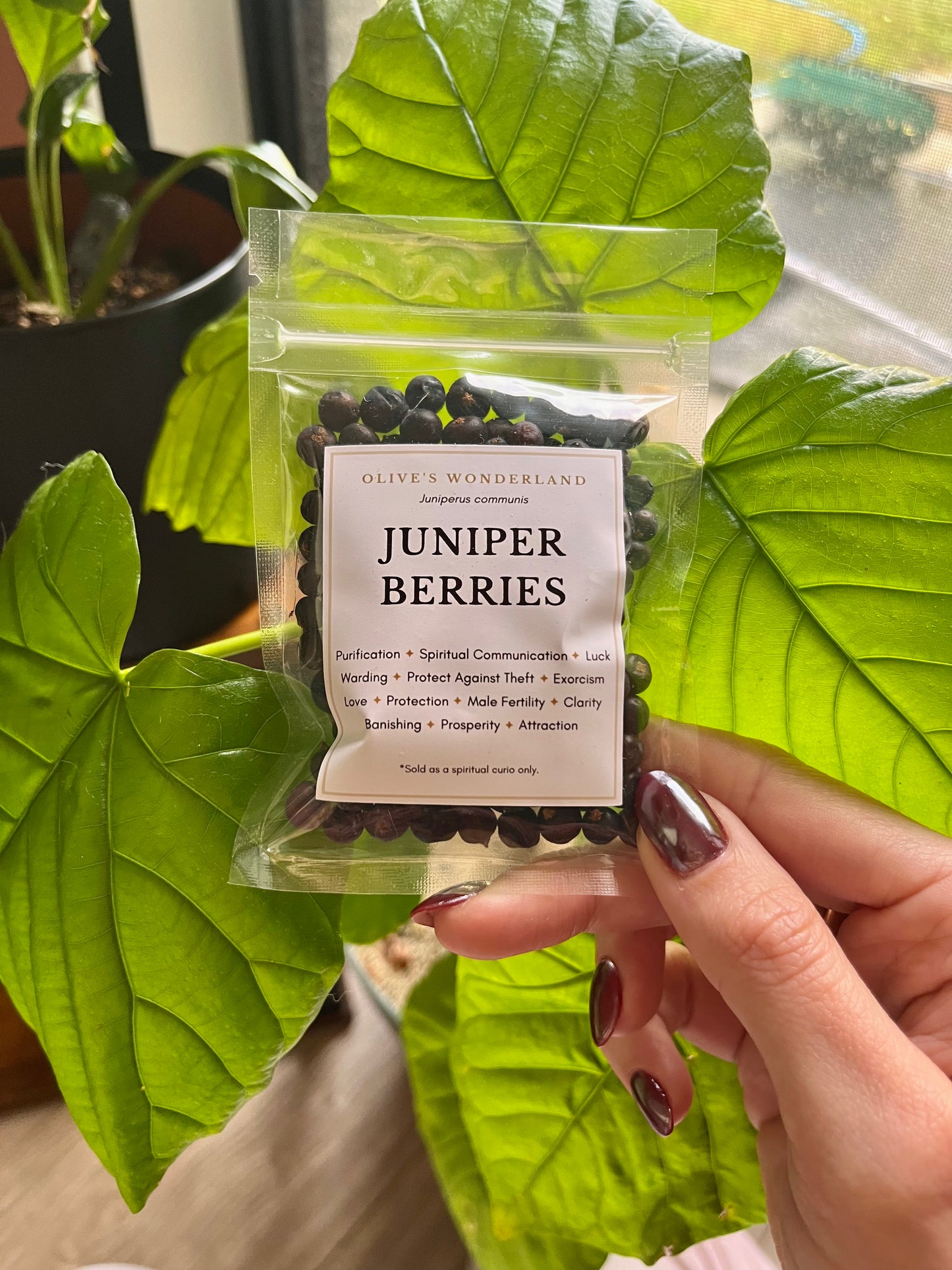 Juniper Berries