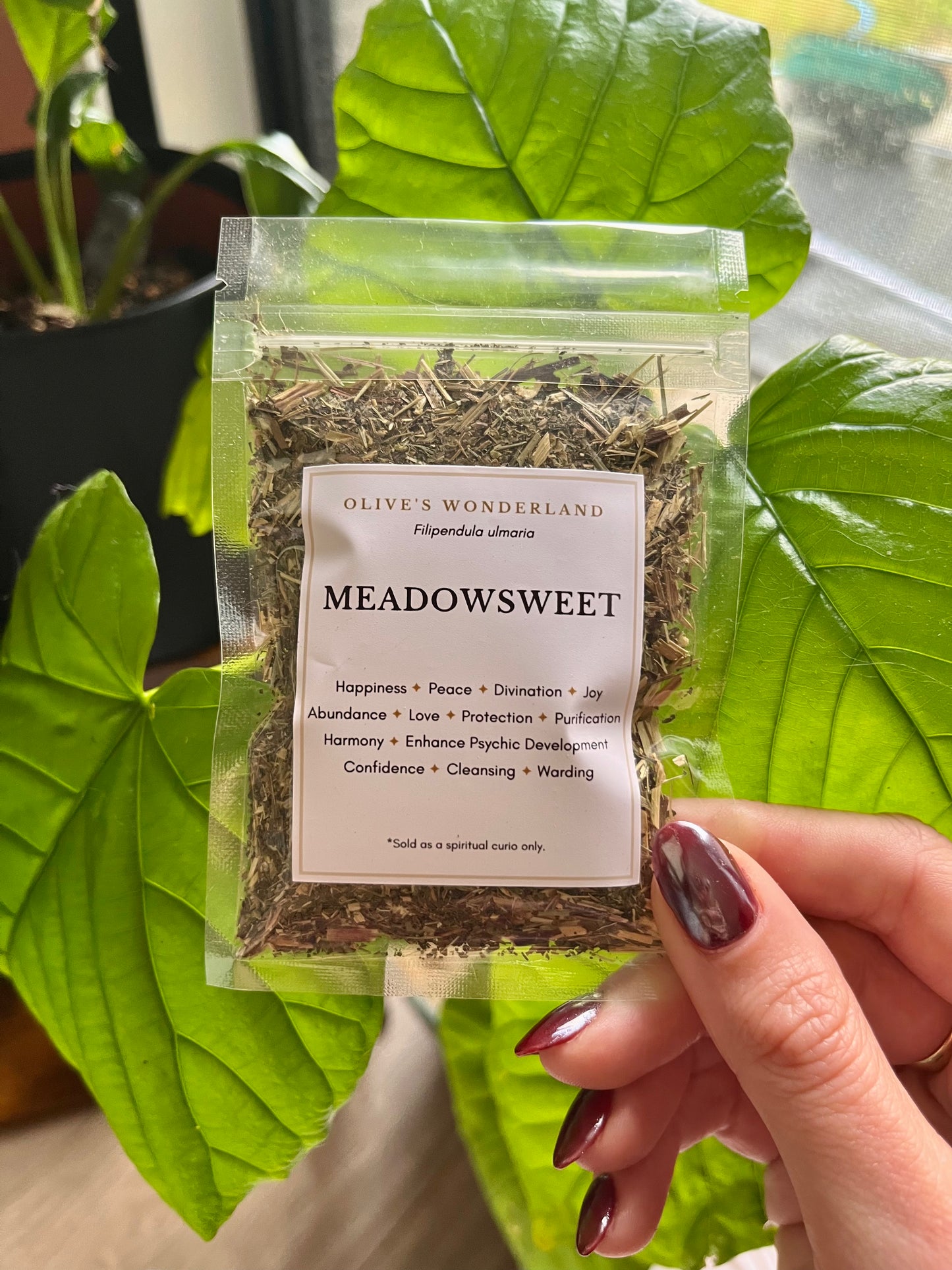 Meadowsweet