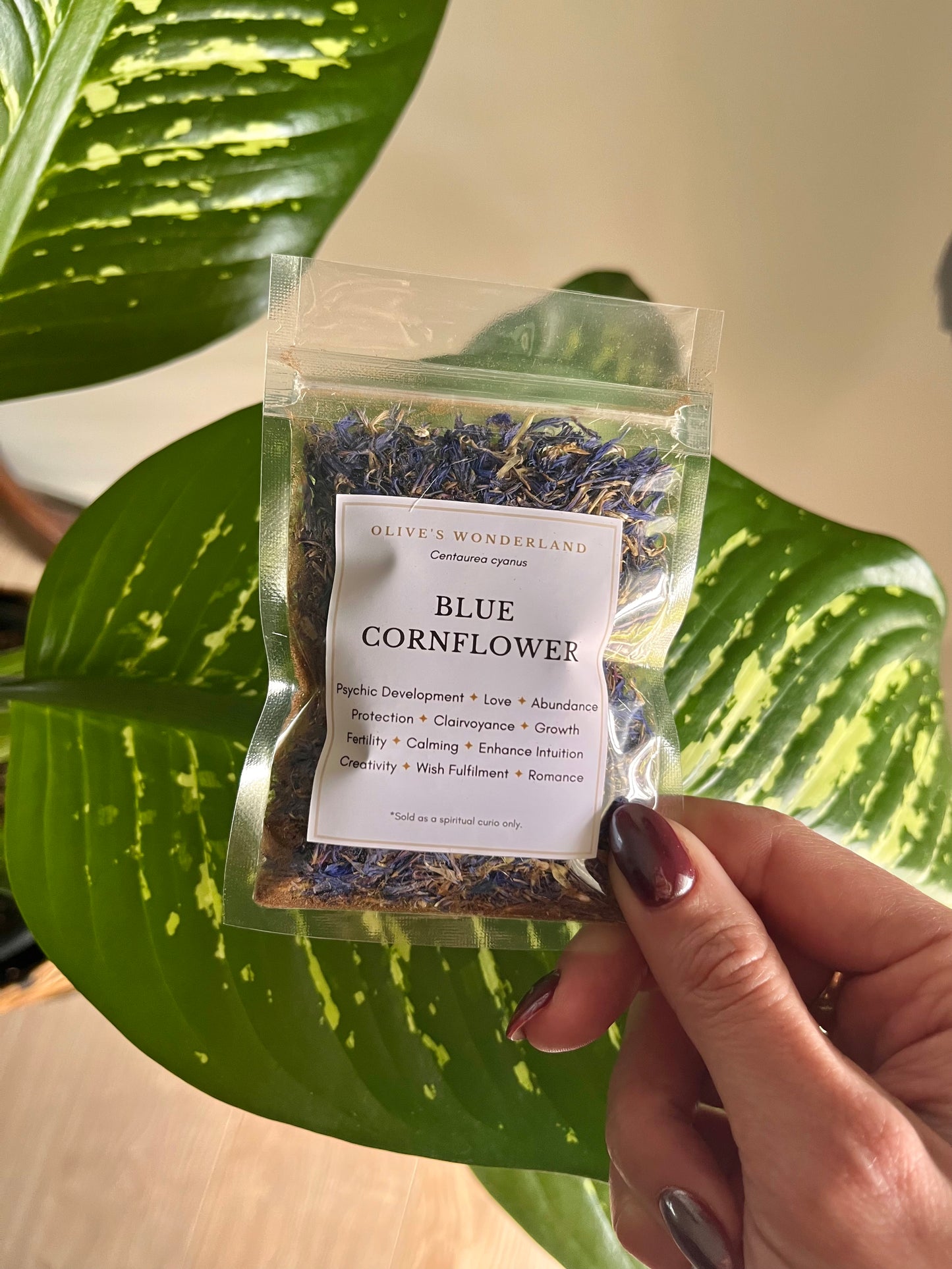 Blue Cornflower