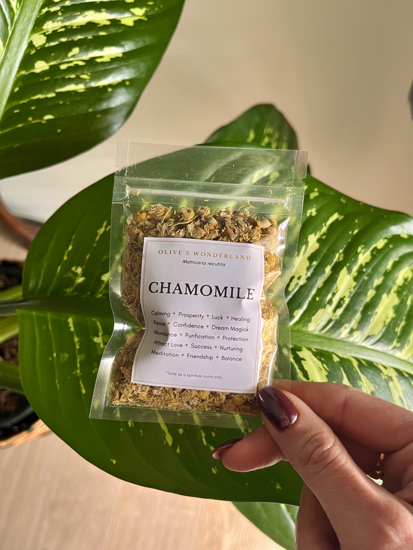 Chamomile