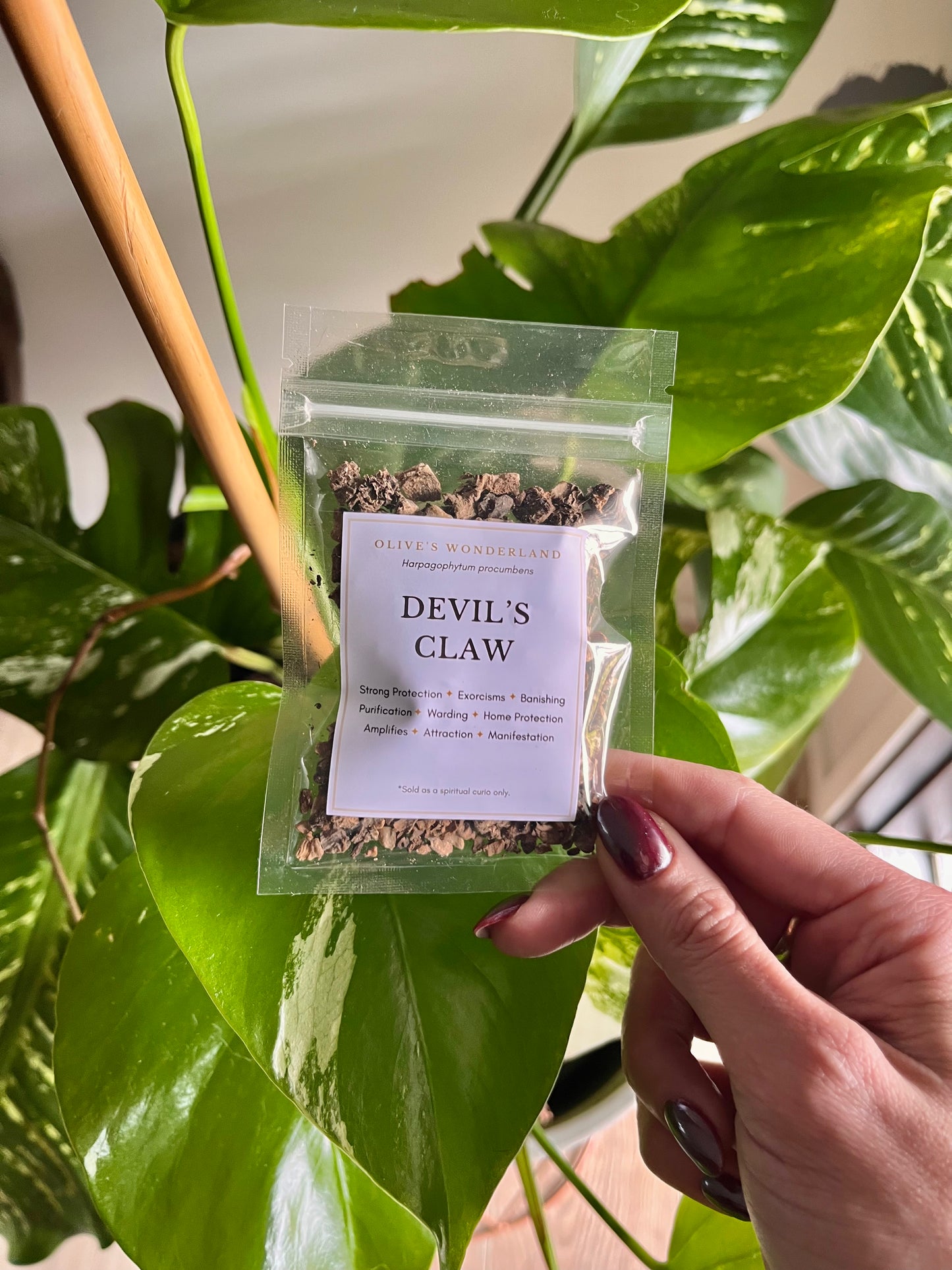 Devil's Claw