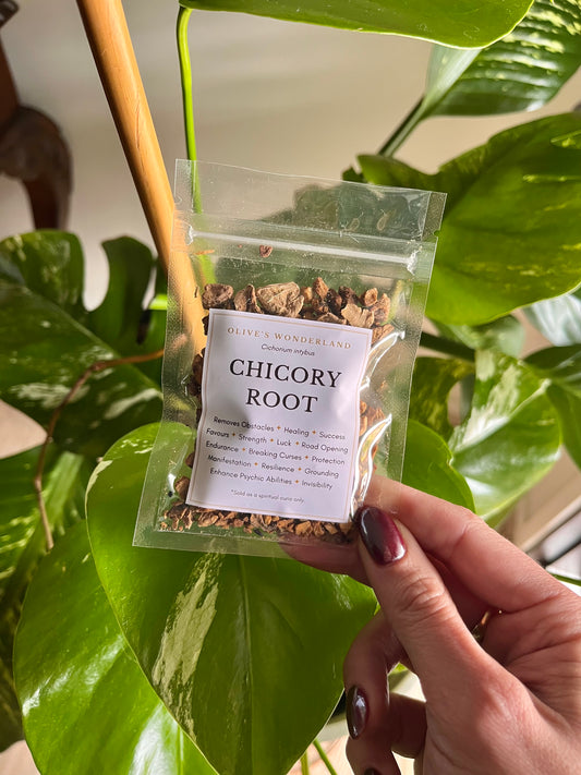 Chicory Root