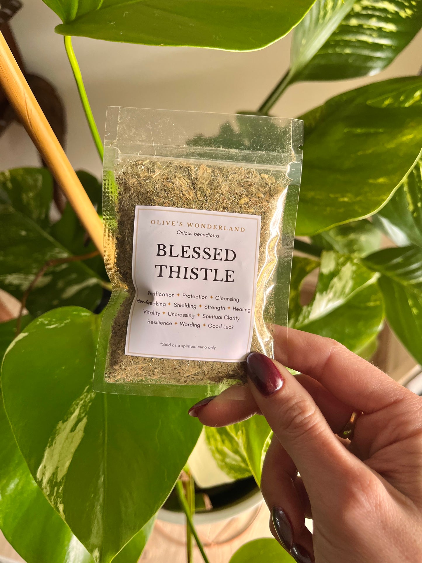Blessed Thistle