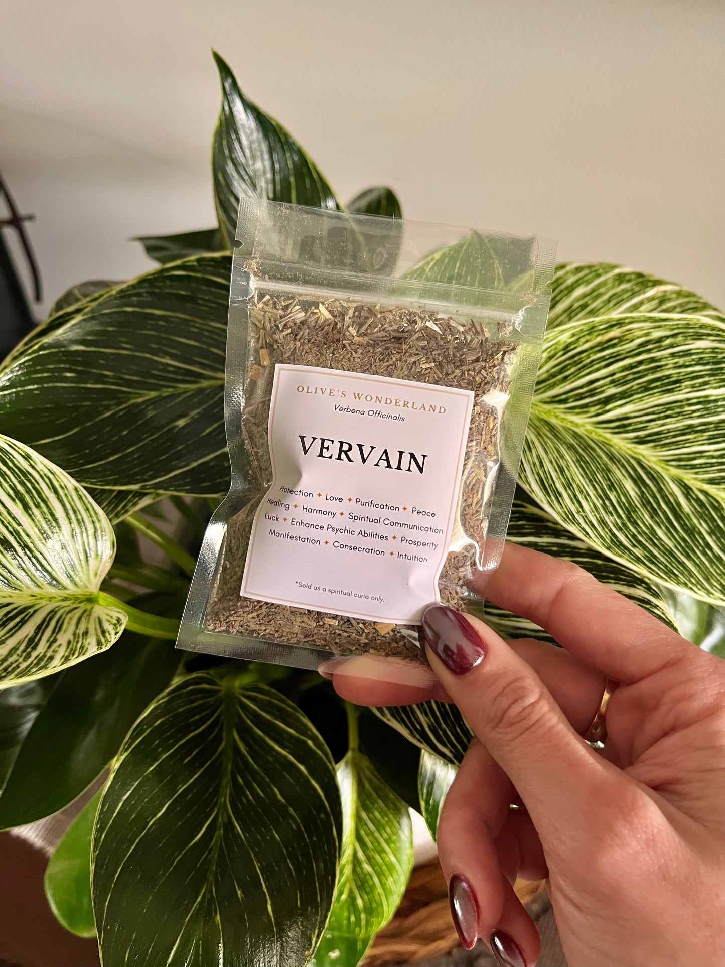 Vervain